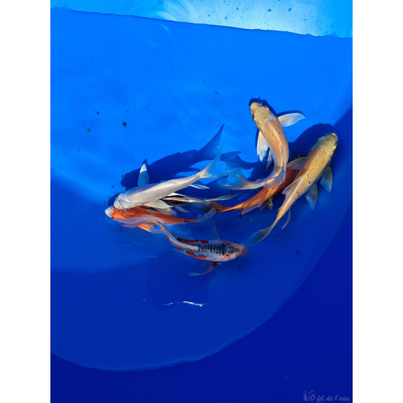 Carpe koi Voilé Tosai, éleveur :SUDA 14/17 cm2026