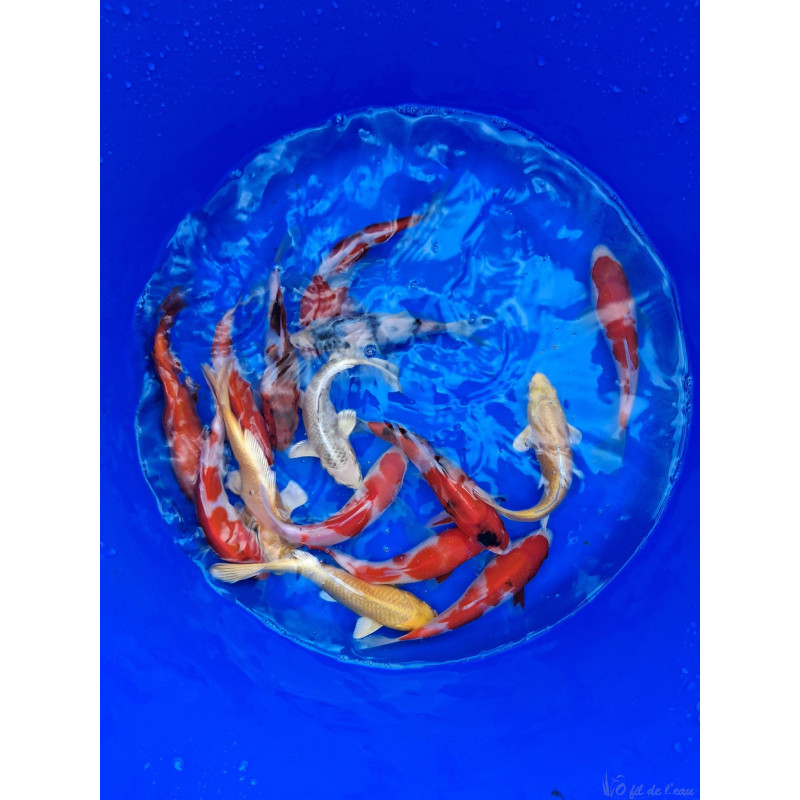 Carpe koi Tosai , éleveur :ODAKAN,15/18 cm 2026