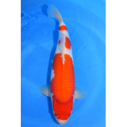 Carpe Koi Nisai Kohaku 50 cm femelle