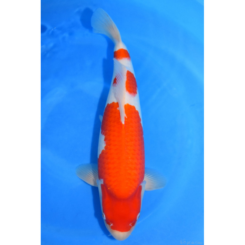Carpe Koi Nisai Kohaku 50 cm femelle