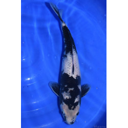 Carpe Koi Nisai Kaze Shiro Utsuri 41cm