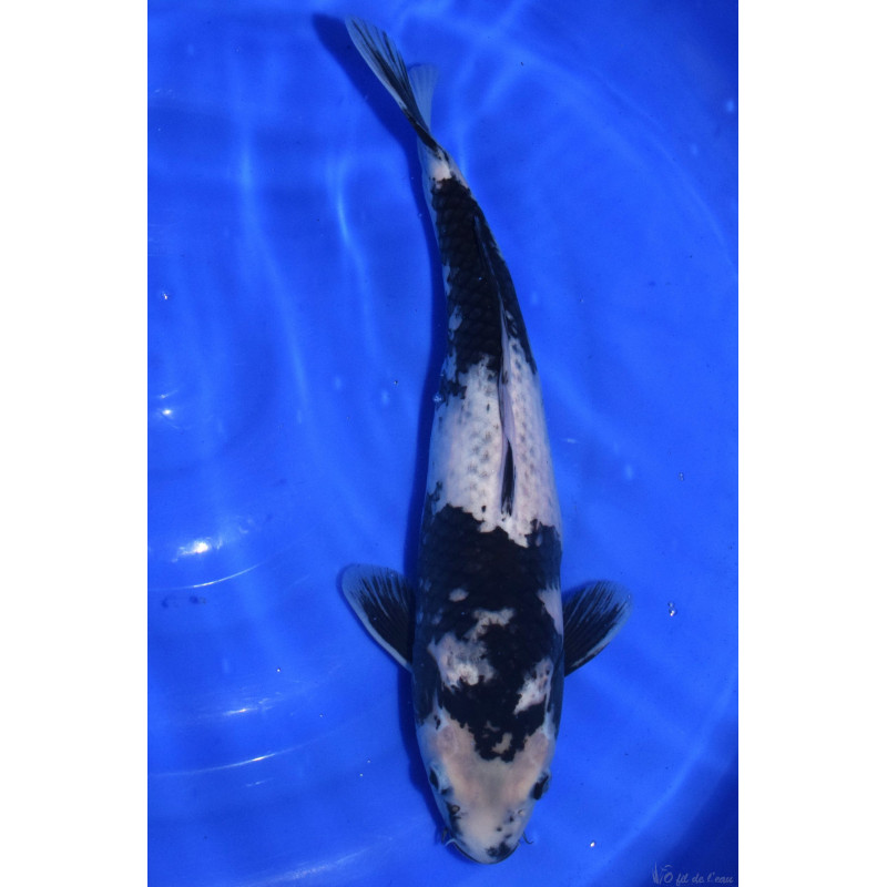 Carpe Koi Nisai Kaze Shiro Utsuri 41cm