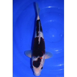 Carpe Koi Nisai Budo Goromo 36 cm