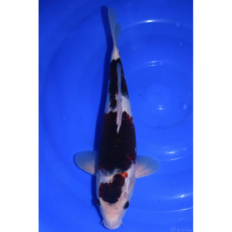 Carpe Koi Nisai Budo Goromo 36 cm