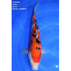 Carpe Koi  Nisai Sanke Croissance 36 cm