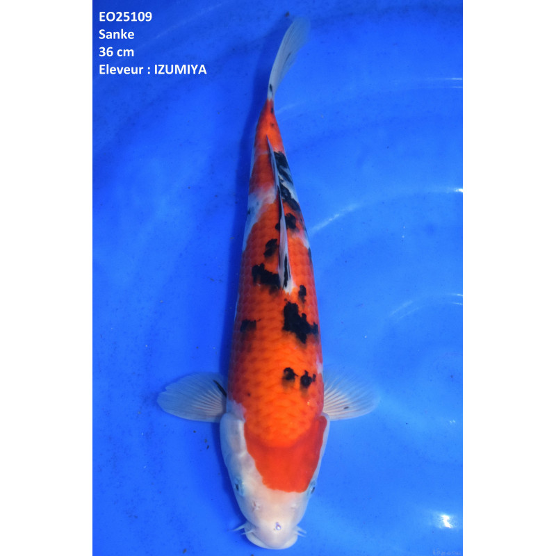 Carpe Koi  Nisai Sanke Croissance 36 cm