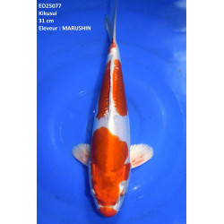 Carpe Koi  Nisai Kikusui Croissance 31 cm