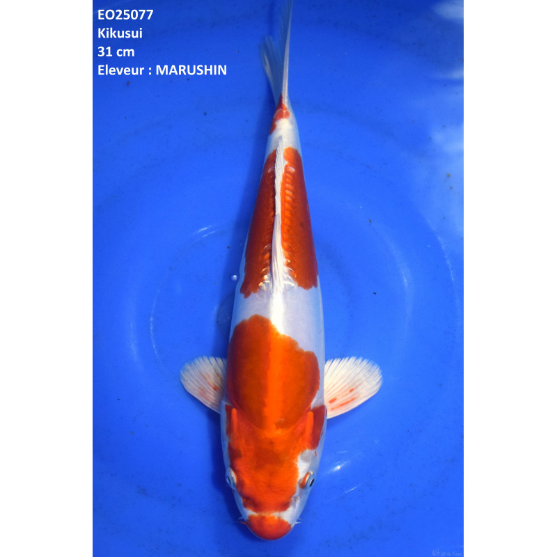 Carpe Koi  Nisai Kikusui Croissance 31 cm