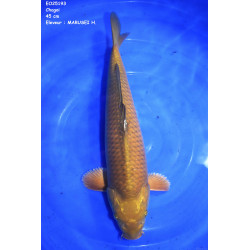 Carpe Koi  Nisai Shagoi Croissance 45 cm