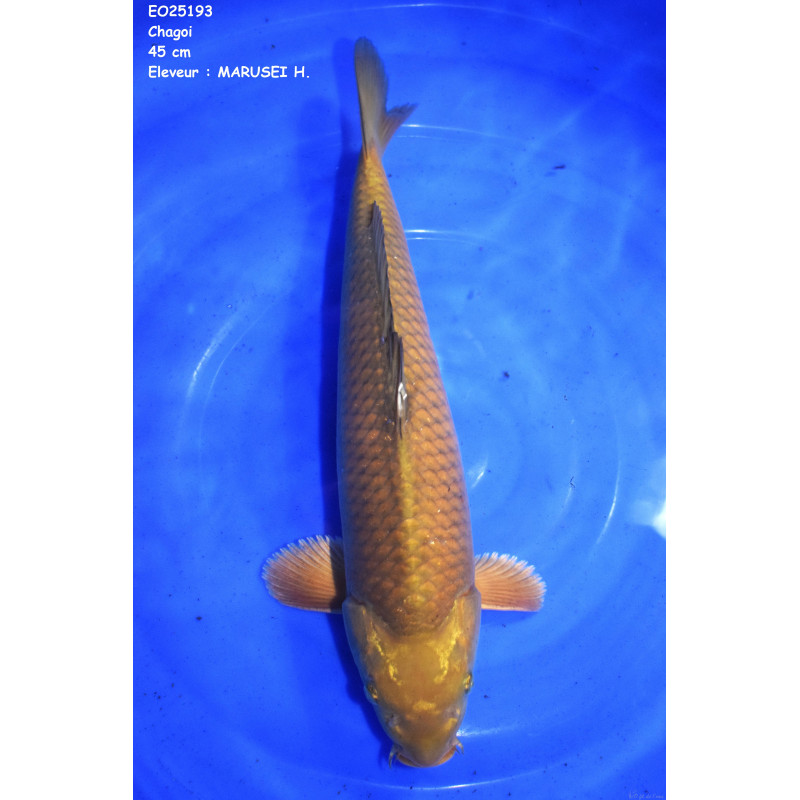 Carpe Koi  Nisai Shagoi Croissance 45 cm