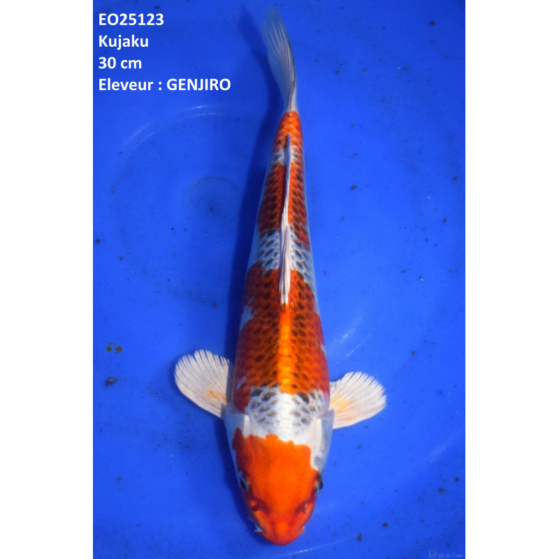 Carpe KoiNisai Kujaku Croissance 30 cm