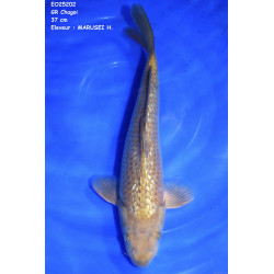 Carpe KoiNisai ShagoiGirin Croissance 37 cm