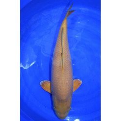 Carpe Koi Sansai Chagoi