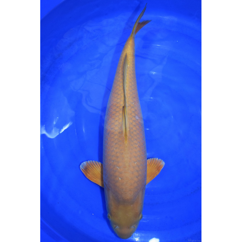 Carpe Koi Sansai Chagoi