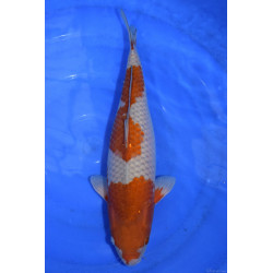 Carpe KoiNisai Ochiba Shigure 36 cm
