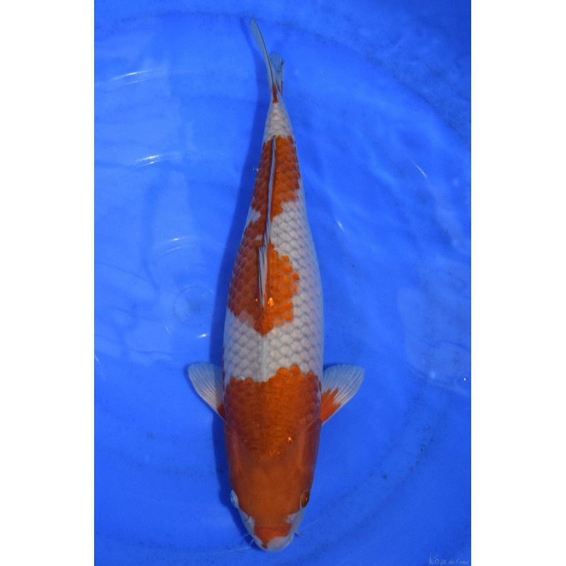 Carpe KoiNisai Ochiba Shigure 36 cm
