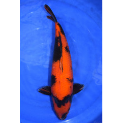 Carpe Koi Nisai Hi Utsuri 55 cm