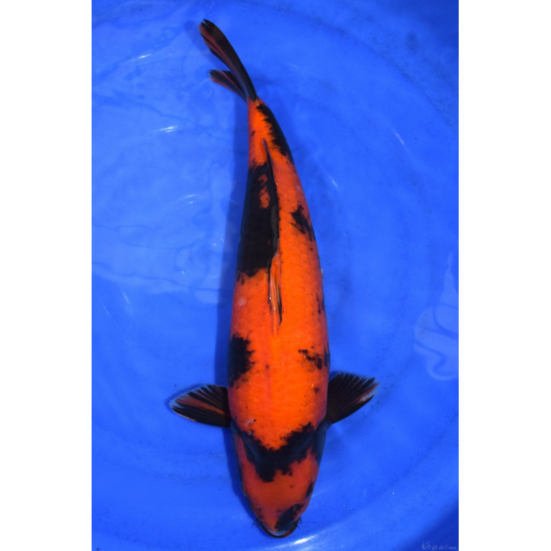 Carpe Koi Nisai Hi Utsuri 55 cm