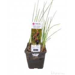 Typha Minima