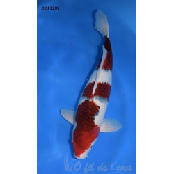 Carpe Koi Nisai Budo Goromo 44 cm