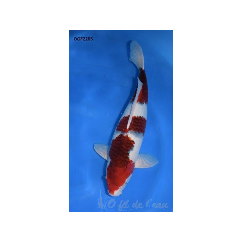 Carpe Koi Nisai Budo Goromo 44 cm