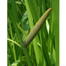 Acorus Calamus