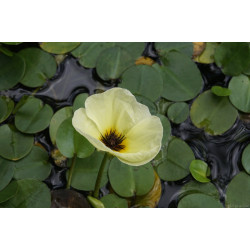Hydrocleys Nymphoides