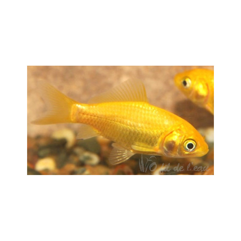 Poissons Bassin Exterieur 1548 Poisson Jaune 710 Cm