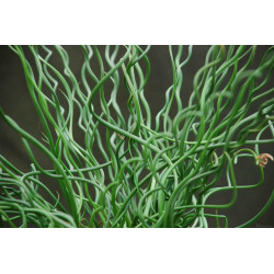 Juncus Effusus Spiralis