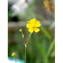 Ranunculus Flammula