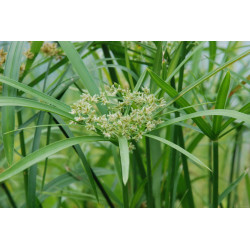 Cyperus  Alternifolius 3L