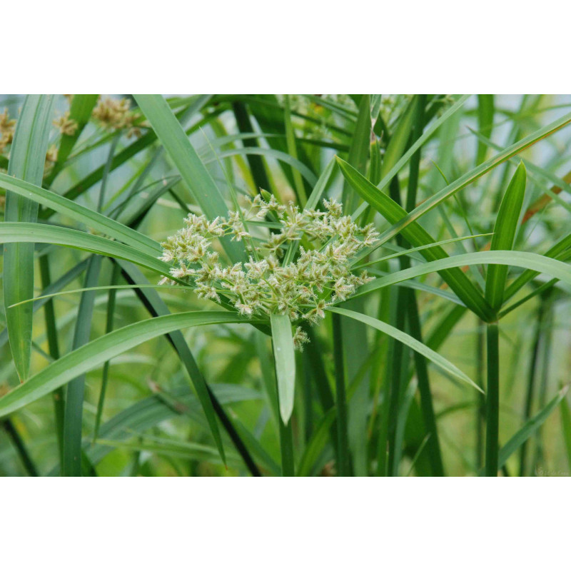 Cyperus  Alternifolius 3L