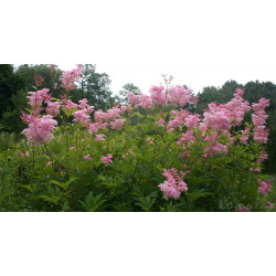 Filipendula  Rubra