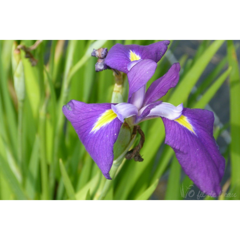 Iris Kaempferi