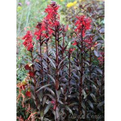 Lobelia Cardinalis