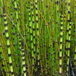 Equisetum Japonicum