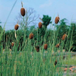 Typha Minima