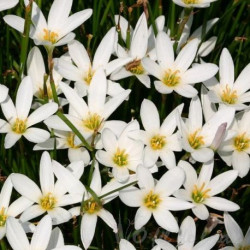 zephyranthes