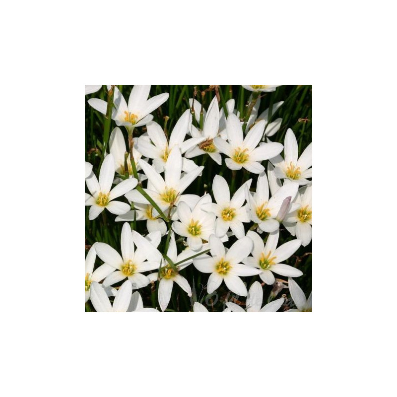 zephyranthes