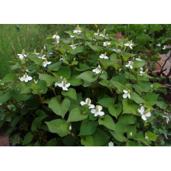 Houttuynia Cordata