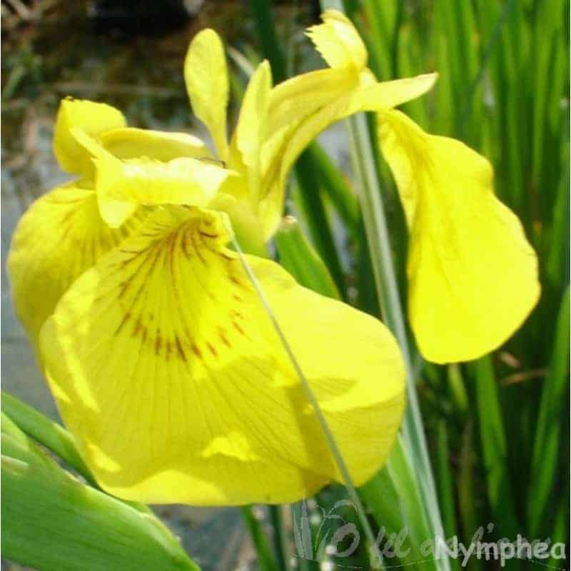 Iris Pseudocorus 3 L