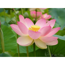 Lotus, nelumbo varié 5L