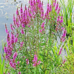 Lythrum salicaria 3L