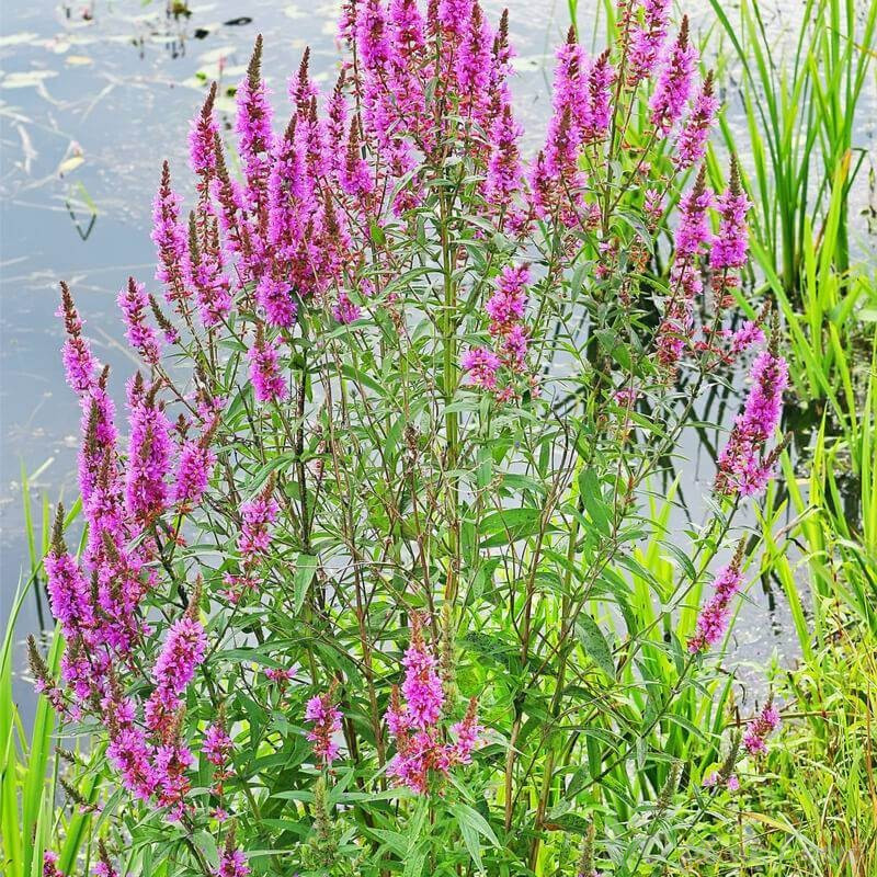 Lythrum salicaria 3L