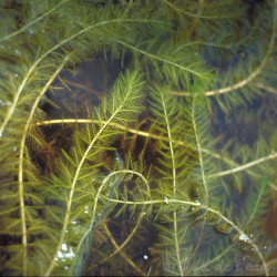 Myriophyllum spicatum ( lesté )