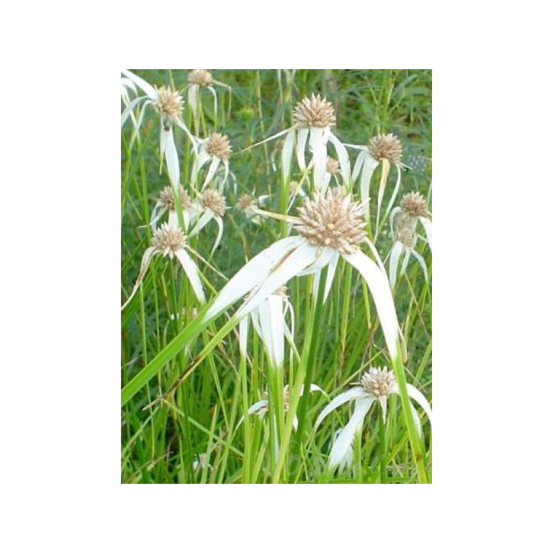Dichromena Colorata