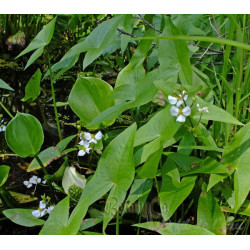 Sagittaria Latifolia