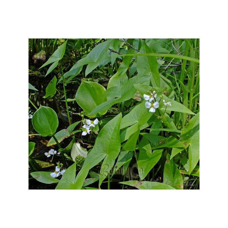 Sagittaria Latifolia