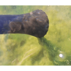 PondoVac Classic Oase