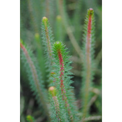 Myriophyllum Crispata